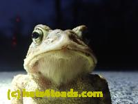 /home//u458753944/public_html/sourcegallery///////Roxborough Toad Detour/2022/2022-04-14 and 04-13/P4130981.JPG